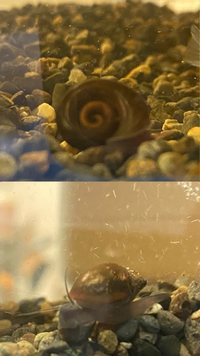 先月メダカとエビを購入したんですがタニシみたいな生き物が2匹いるのを発見し Yahoo 知恵袋