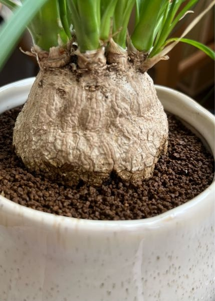 【取引中】トックリラン2鉢【取引中】 トックリランが縮んでます…。なぜでしょうか。植え替えをして水をやっ