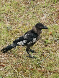 駐車場の脇で成鳥より小さいカラスを見つけましたが近づいても飛びませんでした Yahoo 知恵袋
