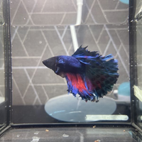 ネオンテトラと カージナルテトラの違いを教えてください ざっくりした違 Yahoo 知恵袋