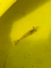 このエビは何て言うエビかわかりますか 横から見るともう少し判り易いの Yahoo 知恵袋