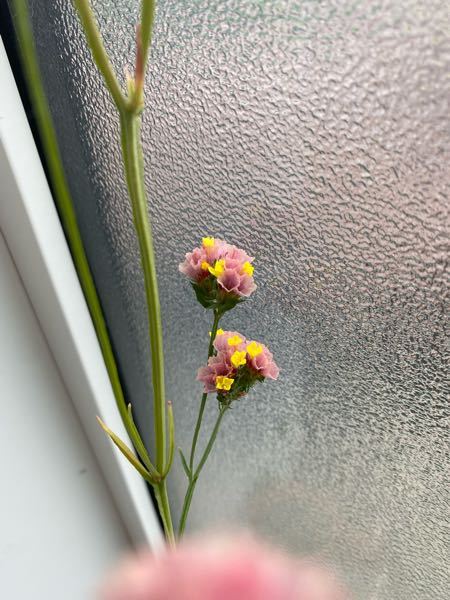 ５月の低山にあった植物です 花は白いのかピンクなのかよく分かりません Yahoo 知恵袋