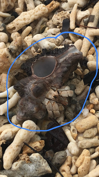 沖縄県名護市の海岸で見たヤドカリです ほかのヤドカリ達が巻き貝を Yahoo 知恵袋