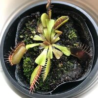 ハエトリグサを購入したのですが いつのまにかコバエやダニとか小 Yahoo 知恵袋