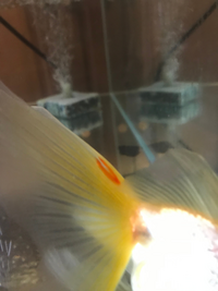金魚飼育に詳しい方に質問です 金魚の尾びれの上部が赤くなっております 以前 Yahoo 知恵袋