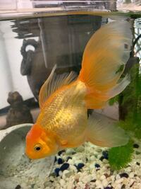 金魚の稚魚は生後どのくらいで赤くなるものでしょうか 金魚の稚魚は生 Yahoo 知恵袋