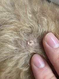 トイプードル 今年9歳 の背中にイボのようなものがあります これって病院に Yahoo 知恵袋