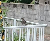 この鳥は何の鳥ですか 自宅周辺で最近よくみかけます ご存じの方い Yahoo 知恵袋
