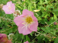 道端に咲いていた 直径5cmぐらい薄いピンクの花の名前を教えてく Yahoo 知恵袋