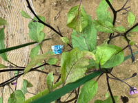 ナスが枯れています 隣に植えてある方は大きく育っていますが この Yahoo 知恵袋