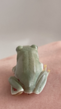 大きい 雌 アカメアマガエル 綺麗 生体 飼込み個体 美しい木の妖精 生体 両生類 カエル 蛙 両生類飼育 Bigboxestudios Com Br