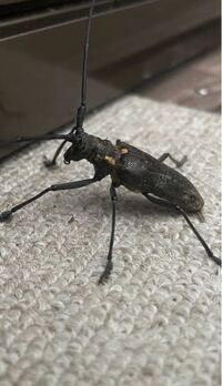 今日の朝 犬小屋にすごくかっこいい昆虫がいました これはな Yahoo 知恵袋