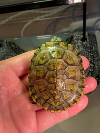 カメ飼育初心者です ミドリガメの子亀を2ヶ月ほど前から拾って育て Yahoo 知恵袋