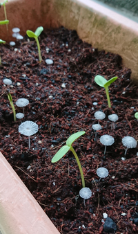 ダイソーで花用の土を購入し ひまわりとコスモスの種を植えました Yahoo 知恵袋