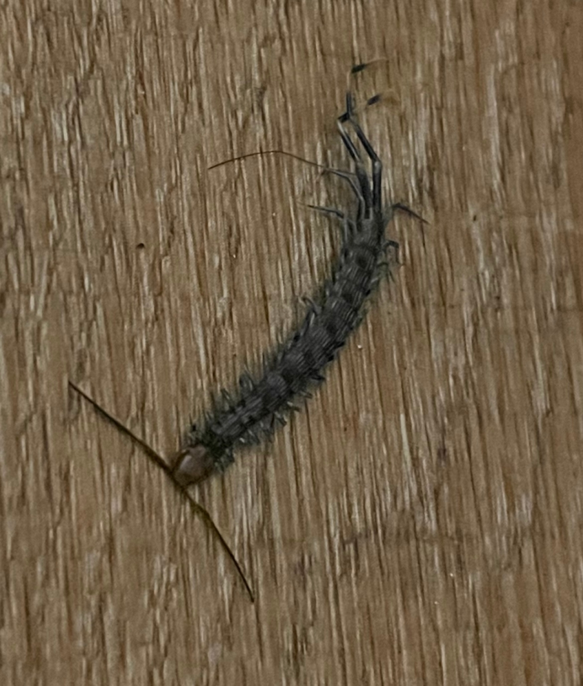 家の掃除をしているとムカデかヤスデかわからない虫の死骸を見つけました どち Yahoo 知恵袋