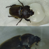 保護したカブトムシが折れた足で昆虫ゼリーをずっとかいているんですがどかした Yahoo 知恵袋