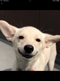 この犬の犬種分かりますか Yahoo 知恵袋