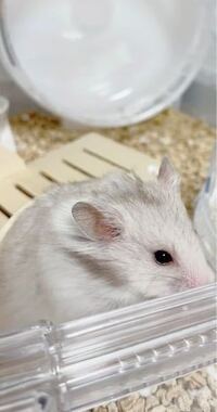 ゴールデンハムスターのシルバーグレーについてです 2０年以上前ゴ Yahoo 知恵袋