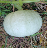 白いカボチャは美味しいですか 白いカボチャは美味しいですか Yahoo 知恵袋