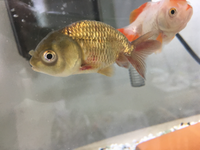 金魚のヒレ付け根辺りが赤いのですが 病気でしょうか 水槽の上1 3位のとこ Yahoo 知恵袋