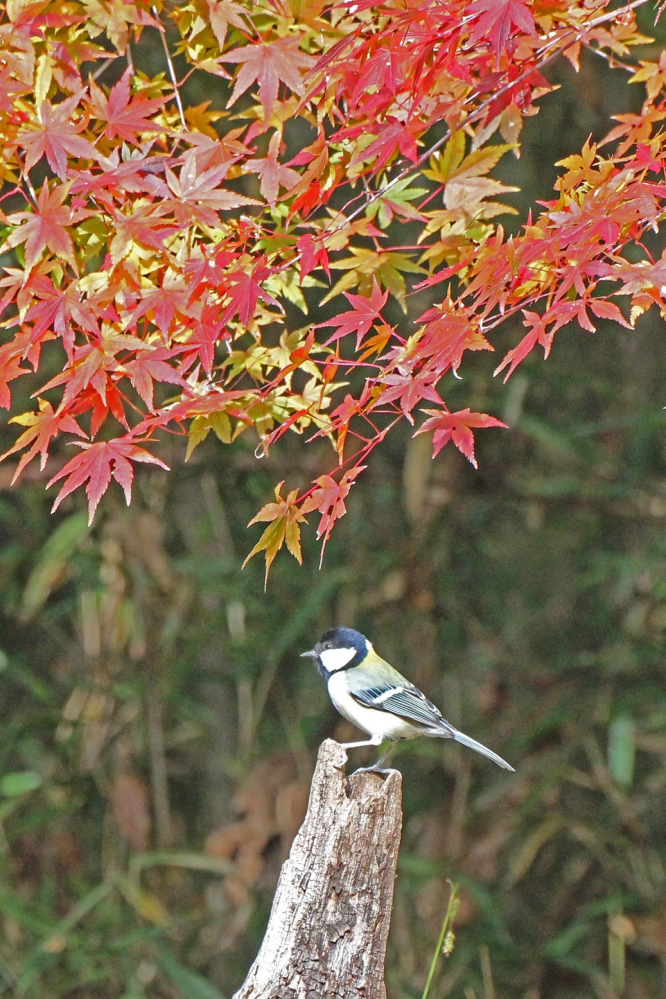こんにちは。 この写真の感想をお願いします。 「紅葉とシジュウカラ」。 東京の多摩霊園で撮りました。12月。 紅葉と鳥のセットは、世の中にたくさんありますが、いかがでしょうか・・・。 CANON 7D Mark2 / SIGMA 50-500mm。