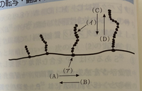 高校生物原核生物の翻訳イの答えはリボソームなのですが アミノ酸で Yahoo 知恵袋