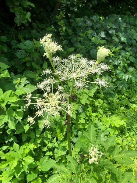 この植物の名前を教えてください シシウドと思います Yahoo 知恵袋
