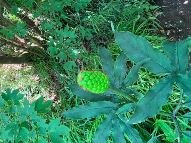 この実のようなものは何という植物のものでしょうか わかる方よろしくお願いし Yahoo 知恵袋