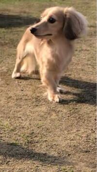 犬のブリーダー 犬のブリーダーを営業するための許可は住宅地でも下りるんですね Yahoo 知恵袋