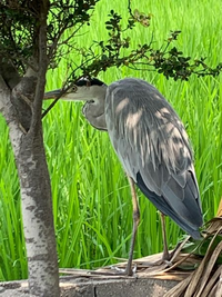 この鳥は何という鳥ですか 結構近くに人が寄っても逃げません Yahoo 知恵袋