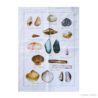 この貝の名前は何と言うのでしょうか 右端の上から２番目の貝 Ca Yahoo 知恵袋