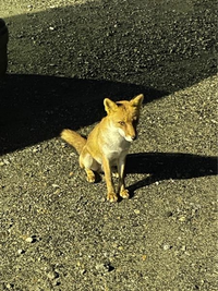 この真夏に室内犬を二日間クーラー無しで置き去りにする飼い主をどう思 Yahoo 知恵袋