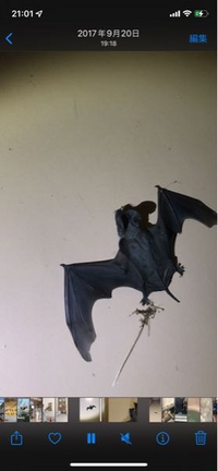 このコウモリはスミイロオヒキコウモリであっていますか それともオ Yahoo 知恵袋