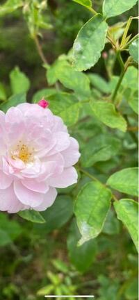 バラの葉の色 おかしいですか 薄緑っぽい感じになっていて心 Yahoo 知恵袋