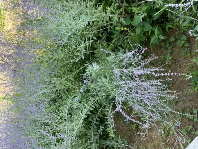 先日山間の道の駅で見かけましたこちらの花の名前を教えてほしいです薄い紫の花 Yahoo 知恵袋