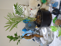 ジェルポリマーでの育成に向いてる観葉植物 花が咲かない葉だけの榦系 のおす Yahoo 知恵袋