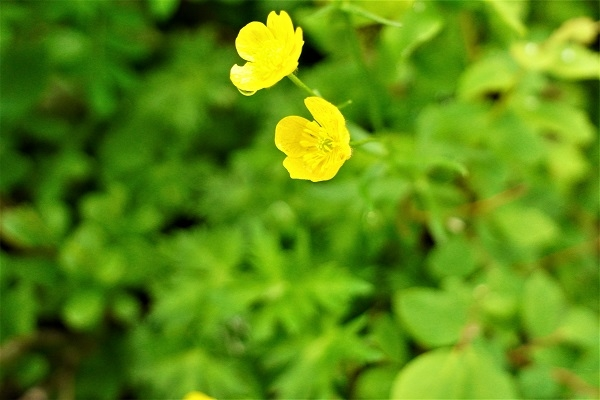 この花の名前を教えてください 長野県の穂高で咲いていました Yahoo 知恵袋