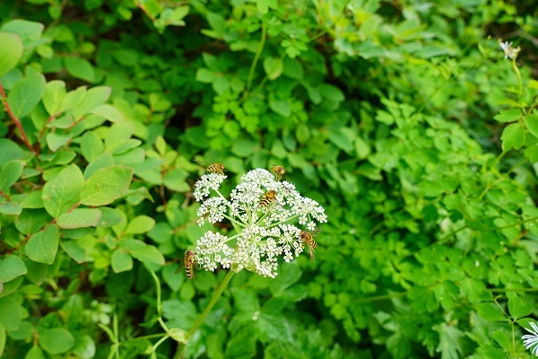 この花の名前を教えてください 長野県の穂高で咲いていました Yahoo 知恵袋