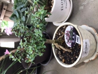 5月に購入した紅鳥花が花が咲かなくなって最近再び咲き始めたら白い Yahoo 知恵袋