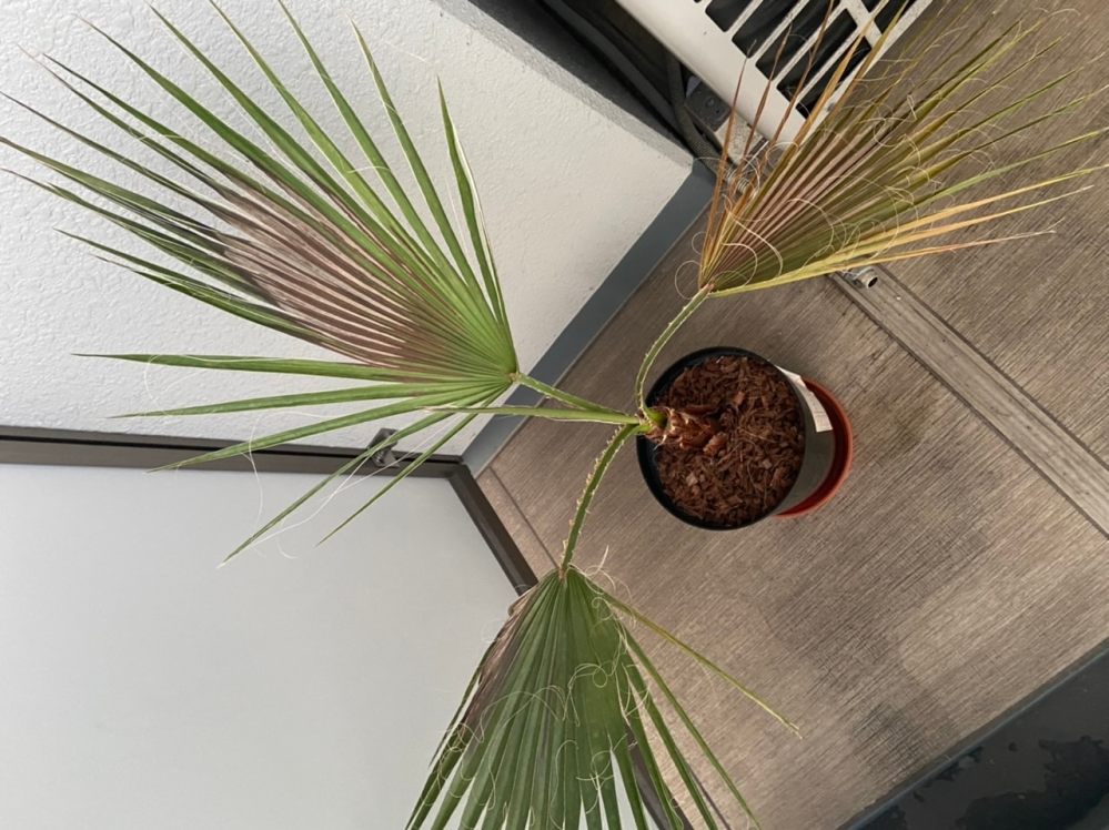 ワシントンヤシ苗木 斑入り [突然変異] ワシントンヤシ苗木 斑入り [突然変異] ワシントンヤシ／わしんとんや