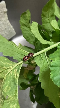 畑で採れた大根の葉っぱについていたんですけど この虫なんという虫 Yahoo 知恵袋