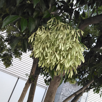 これは何の木ですか 背の高い木です へんな花が固まって咲いてます Yahoo 知恵袋