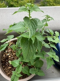 この花 植物が何かわかる方教えてください 植えた覚えはないのですがよく育っ Yahoo 知恵袋