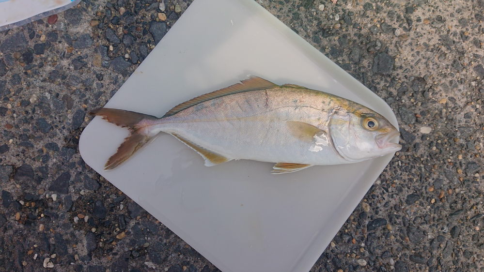 これは何というお魚でしょうか 銚子港でお昼頃釣れました カ Yahoo 知恵袋