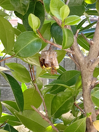 庭の木に蜂が巣を作っていました。
この蜂は危険な蜂ですか？ 