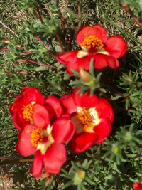 この花の名前を教えてください 本日午前中は綺麗に花を咲かせていま Yahoo 知恵袋