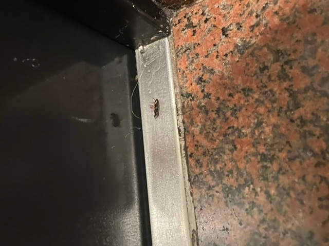 ※虫の画像注意です！！！ この虫ってなんでしょうか？ 玄関前(中川)で死んでいました… 大きさは1.5cmくらいです。