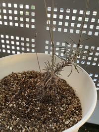 ラベンダーの苗を鉢 6号 に植え替えて1か月が経ちます 土は 平 Yahoo 知恵袋