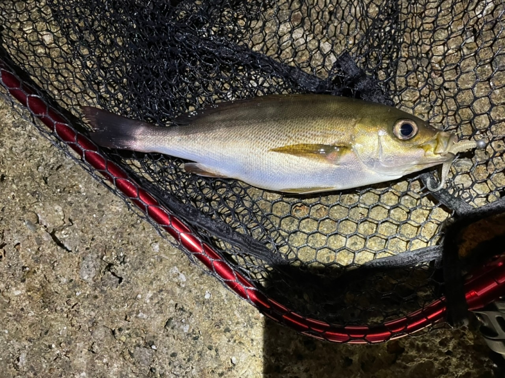 この魚 なんて名前ですか Yahoo 知恵袋