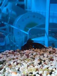 金魚の飼育について 水換え後の水面のパクパク 昨日屋台の金魚を4匹家に Yahoo 知恵袋